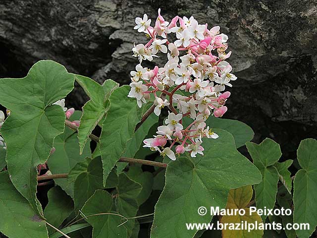 B. lobata